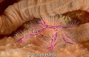 A very Hairy Squat Lobster by Tracey Harris 